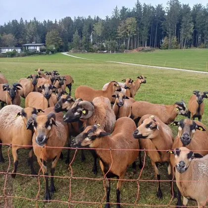 Kamerun Schafe