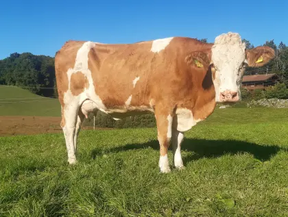 Bio Naturland Fleckvieh Jungkühe