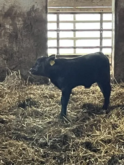 Bio-Aberdeen-Angus Stierkalb