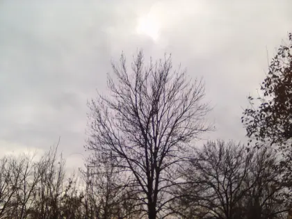 Holz, Brennholz, weich, hart