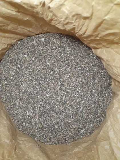 Phacelia mit Kornblume