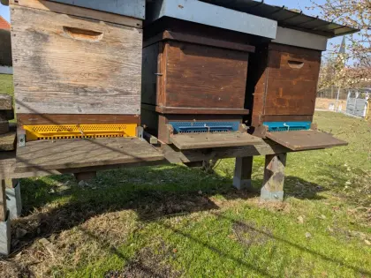 2 Wirtschaftsvölker auf Jumbo (Einheitsmaß) Linz Land