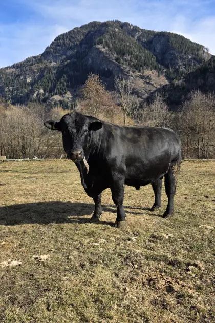 Verkaufe Aberdeen Angus Stier