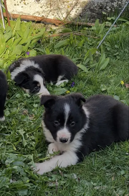 Border Collie Welpen