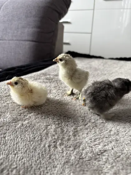 Tagesküken Seidenhühner