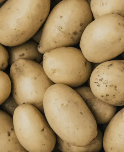 Saatkartoffel Anuschka