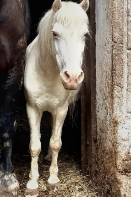 Pony-Wallach zu verschenken