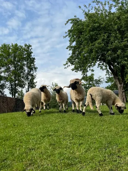 Suche Walliser Schwarznasenwidder