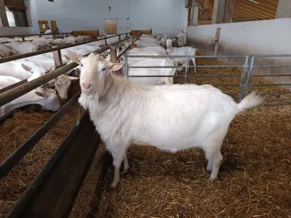 Zuchtbock HB Ziegenbock Saane