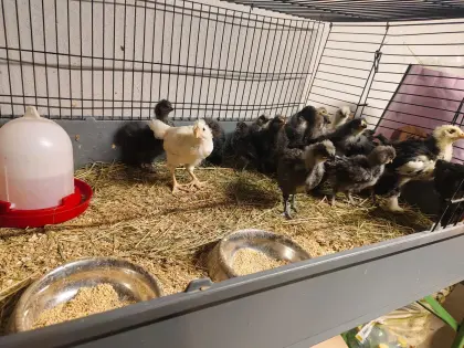 Mix Küken & reinrassige Zwergseidenhühner