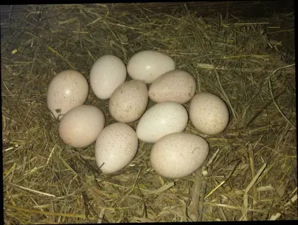 Cröllwitzerputeneier