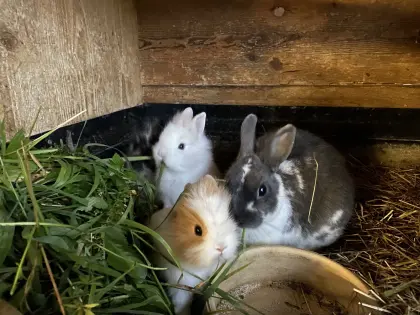 Liebe Löwenkopfteddyzwerg, Farbenzwerge und Schlappohrhasen