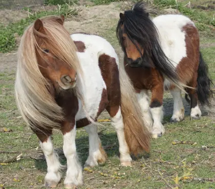 Minishetlandstuten abzugeben