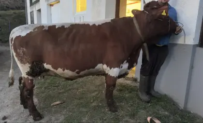 Hochträchtige BIO Pinzgauer Kalbin