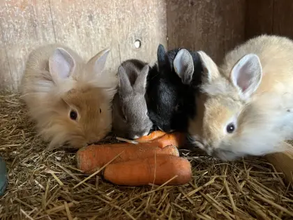 4 süße Zwergkaninchen