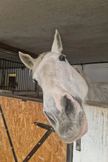 Irische Warmblutstute Galaxy