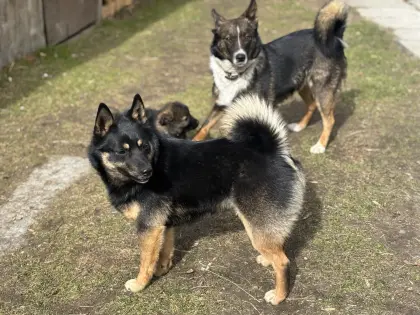 Tiroler Bergspitzwelpen
