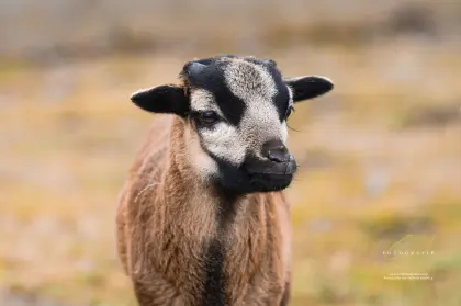 Kamerunschafe 4 weibliche, 1 männlicher