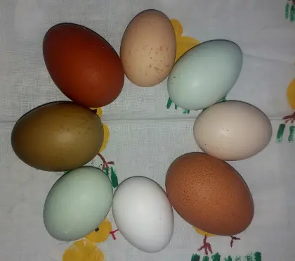 Bruteier bunt "Easteregger"