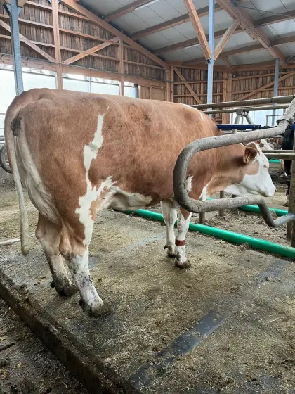 Fleckvieh Jungkuh Milchkuh