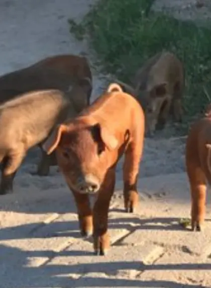 Suche Duroc Ferkel