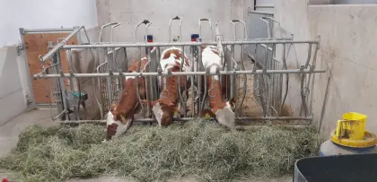 Fleckviehzuchtkälber