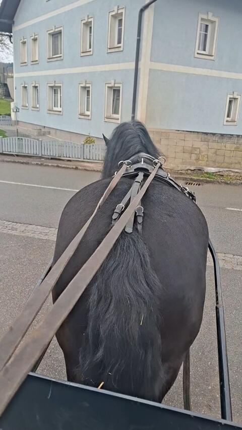 Noriker Stute