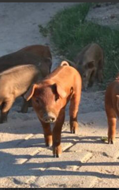 Suche Duroc Ferkel