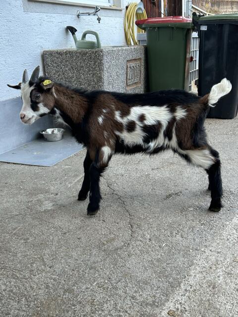 HB fähiges Bockkitz