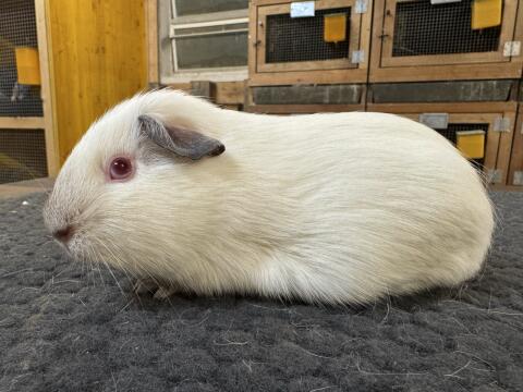 Himalaya blau Meerschweinchen