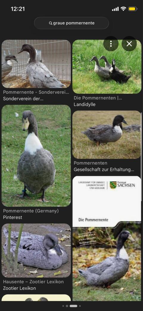 Suche ein Pommern Enten Küken Farbschlag „blau/grau“