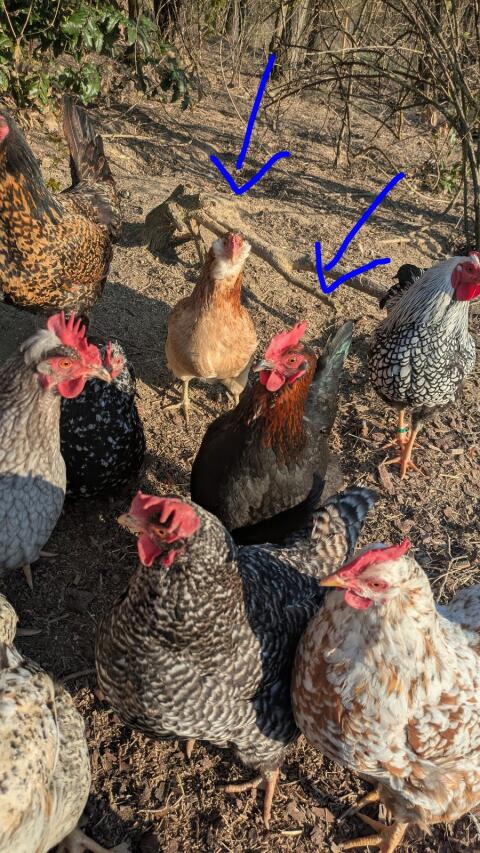 Araucana und Marans Henne von 2025