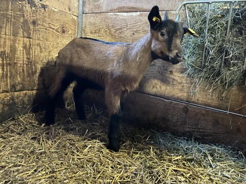 GGZ Bock (hb)