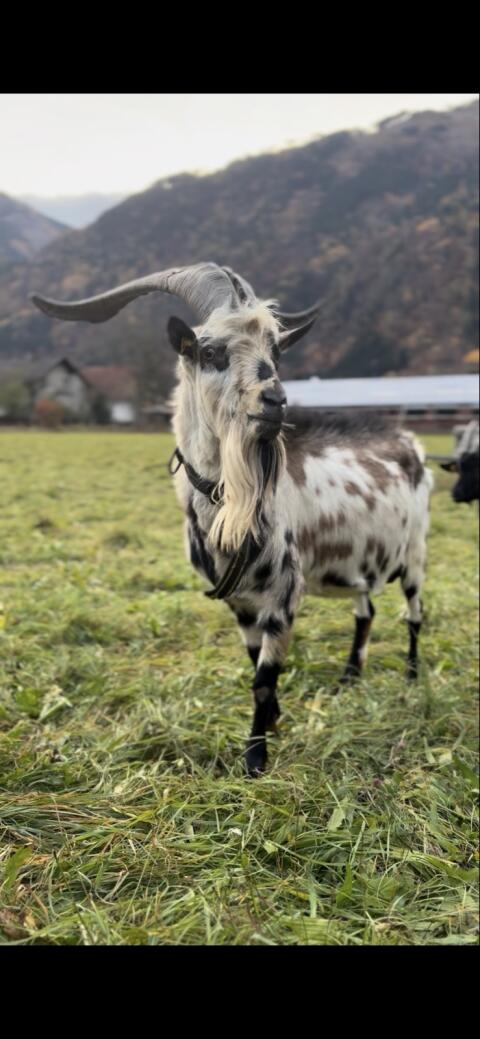 Steirerschecken-Ziegenbock