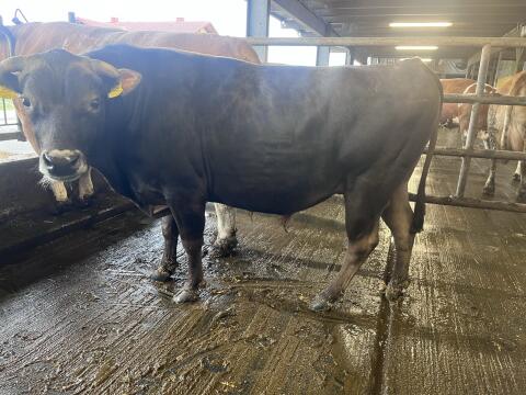 Jersey-Stier
