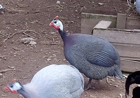 Perlhühner Hennen Greifvogelschutz