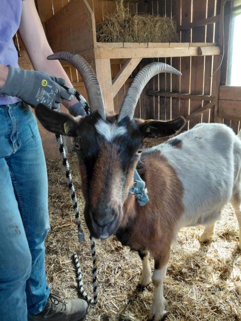 Steirische Scheckenziege