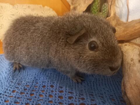 US Teddy Meerschweinchen