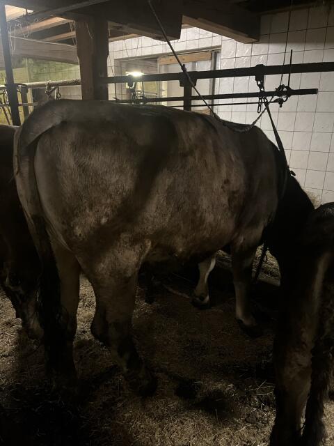 Hochträchtige Kalbin