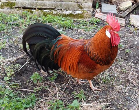 Diverse Hähne abzugeben