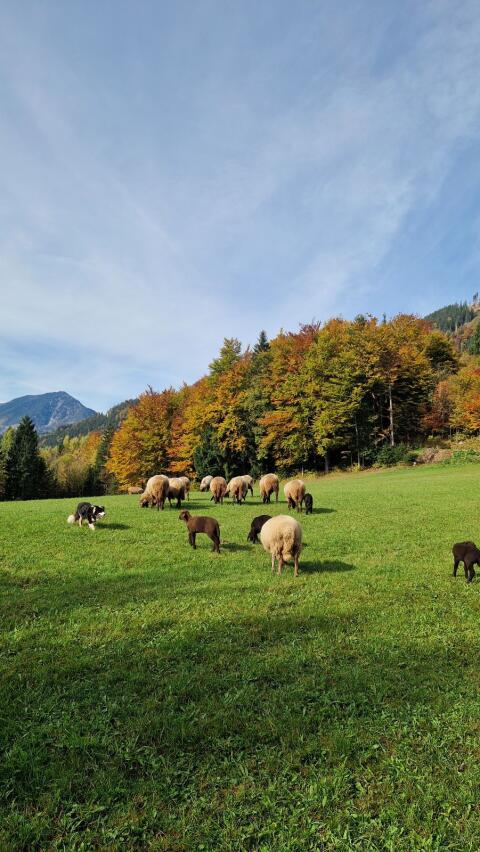 Braune Bergschafe