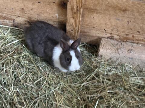 Zwergkaninchen
