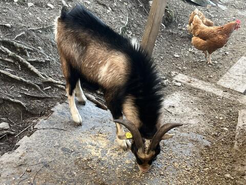Mini Zwergziegenbock