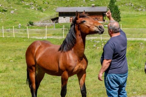 Noriker