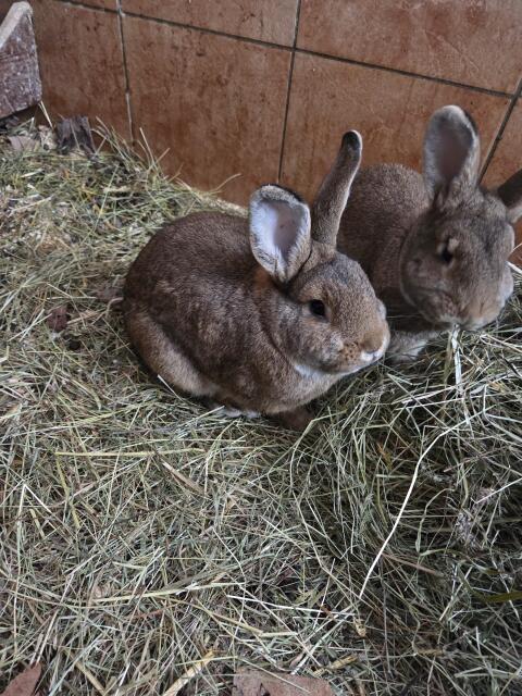 Verschenke junges Kaninchen 1 j alt