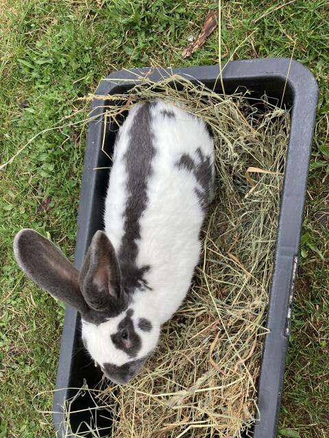 Riesenscheck Rammler blau weiß