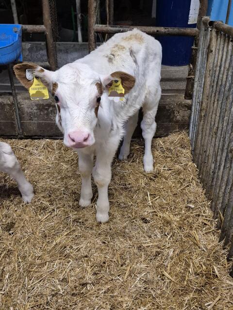 Reinerbig hornloser Red Holstein Stier