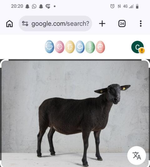 Kaufe Bio Jura-Widder ab 8 Monate