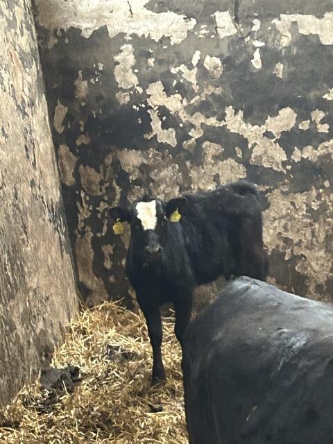 2 Wagyukälber zu verkaufen