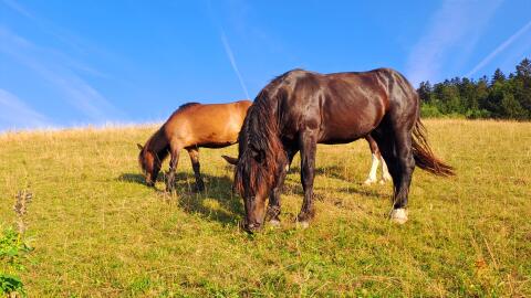 Noriker Wallach 5 j - Frederik Elmar XVI.